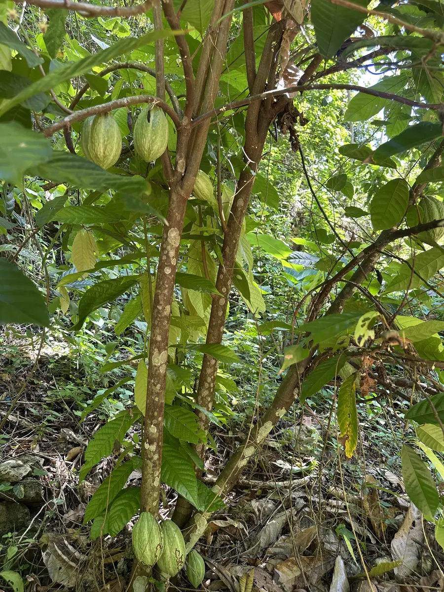 Vegetación nativa del terreno