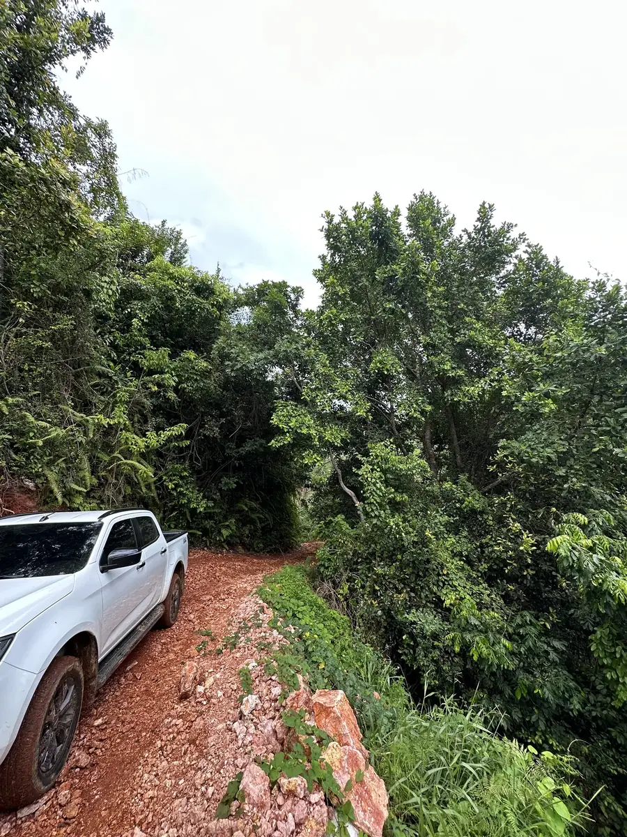 Camino de acceso actual entre la vegetación